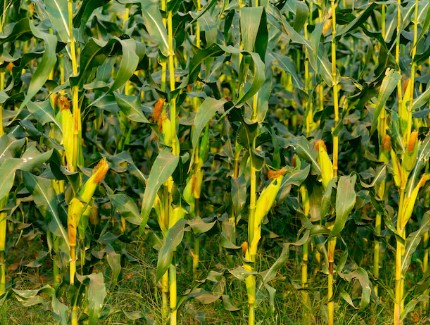 Crop Health Monitoring