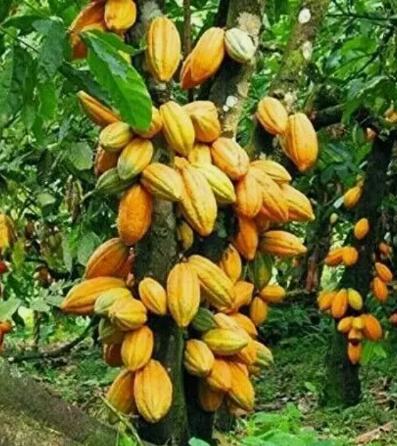 Cocoa Monitoring