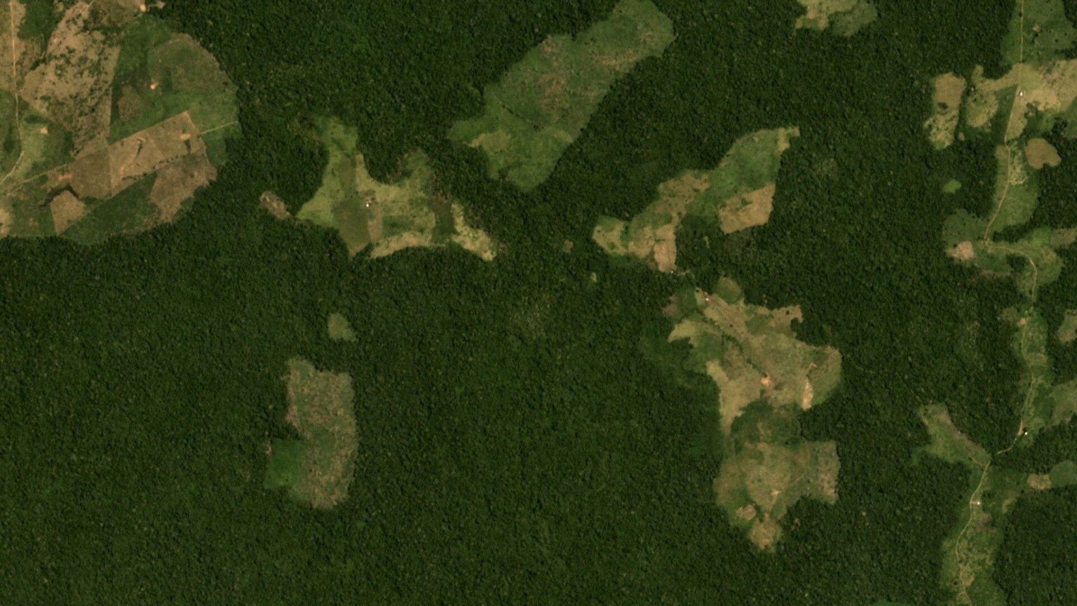 Forest Monitoring