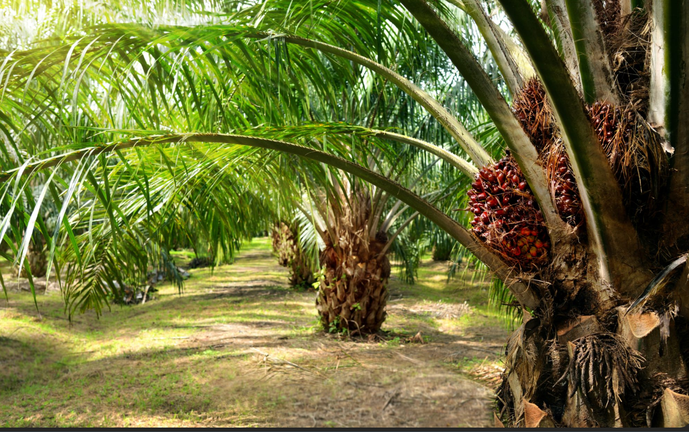 Palm Oil Monitoring