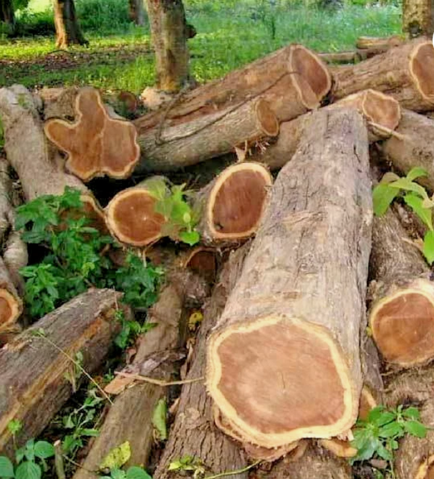 Timber Verification